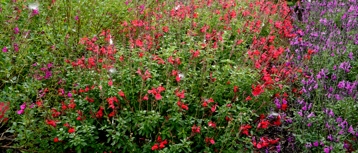 Salvia ARCTIC BLAZE® RED