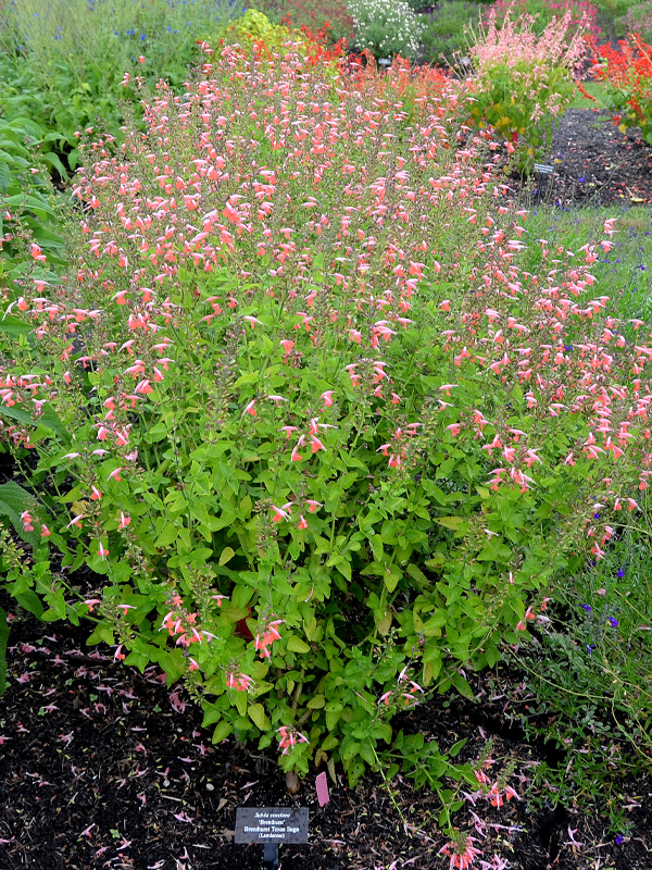 Salvia coccinea ‘Brenthurst’