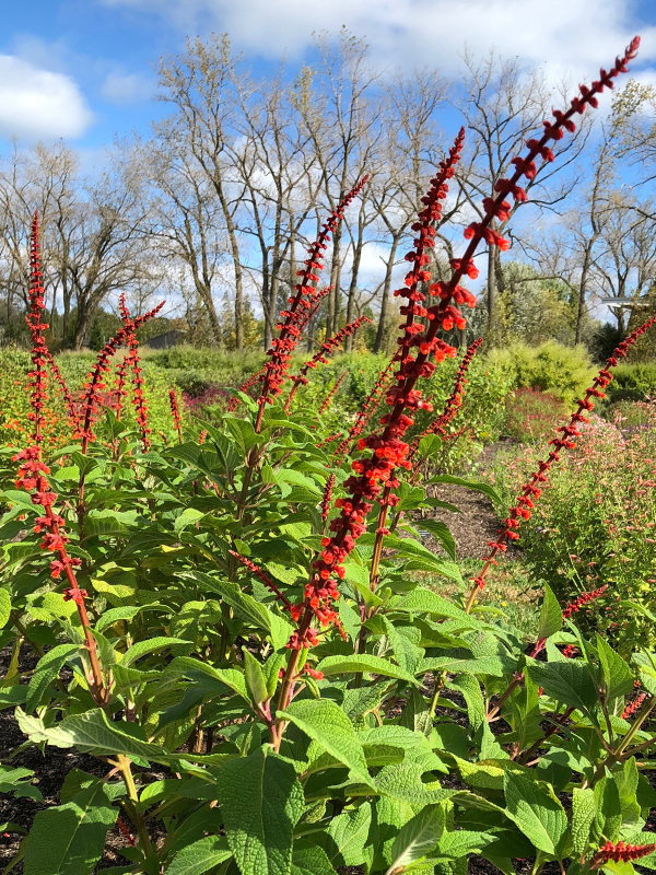 Salvia confertiflora