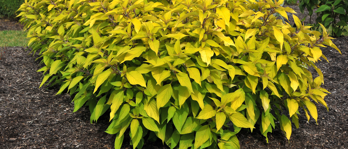 Salvia elegans ‘Golden Delicious’