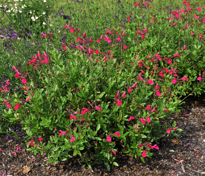 Salvia greggii MIRAGETM HOT PINK