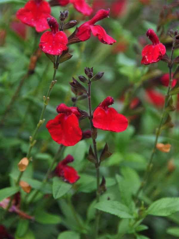 Salvia greggii MIRAGETM CHERRY RED