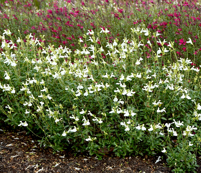 Salvia greggii MIRAGETM WHITE