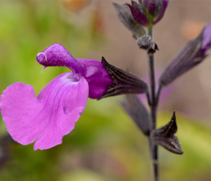 Salvia greggii MIRAGETM VIOLET