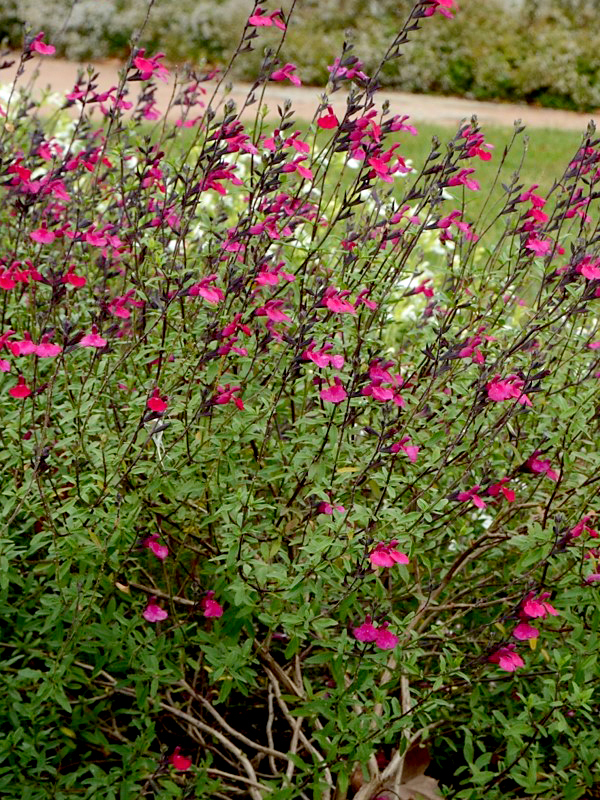 Salvia greggii 'Viva'