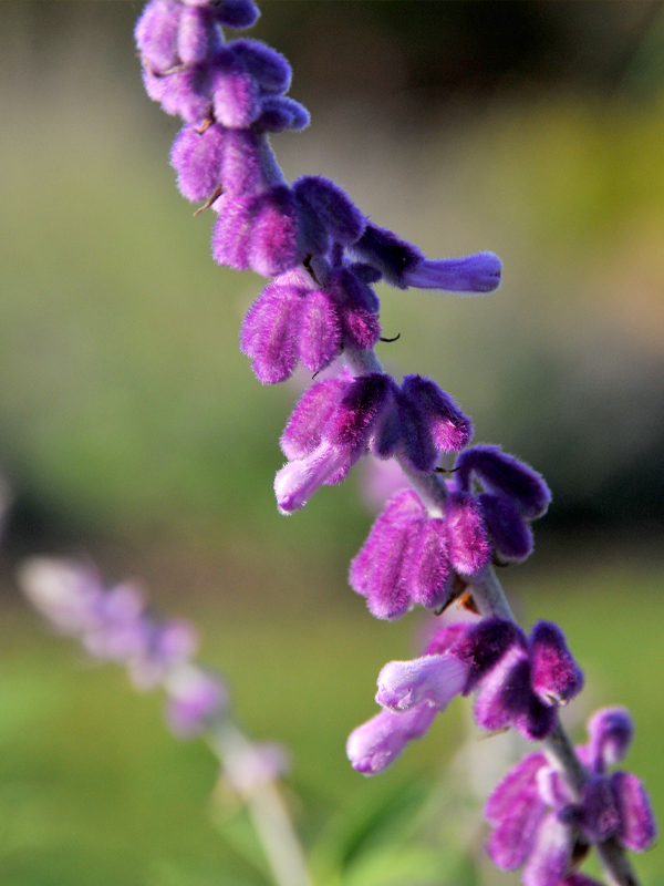 Salvia leucantha ‘Santa Barbara’