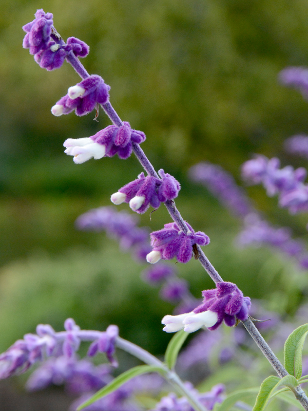 Salvia leucantha