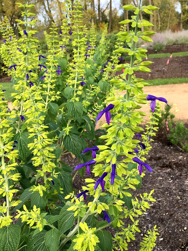 Salvia mexicana ‘Limelight’