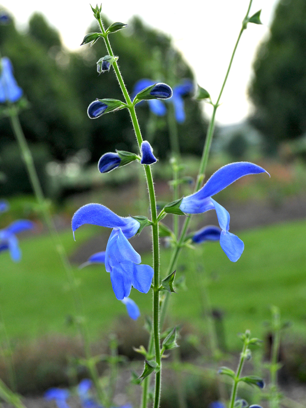 Salvia patens 'Guanajuato'