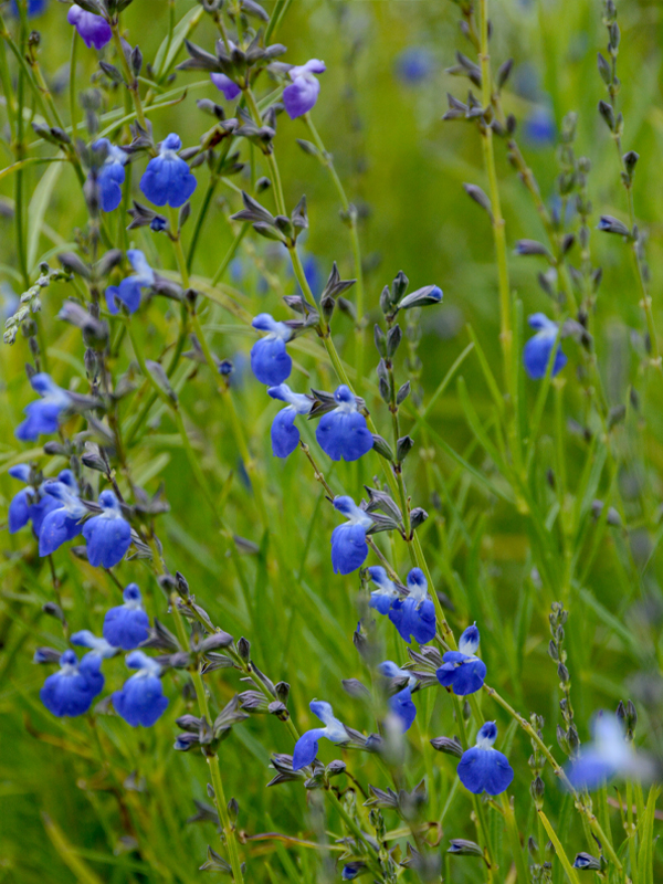 Salvia reptans West Texas form