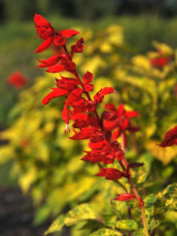 Salvia splendens ‘Dancing Flames’