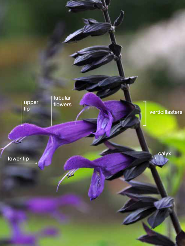 Floral spike of Salvia ‘Amistad’