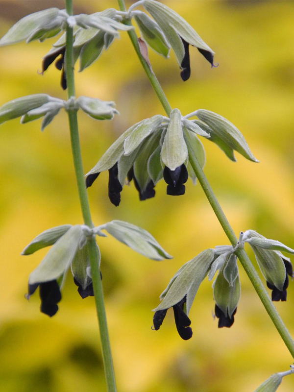 Salvia Discolor