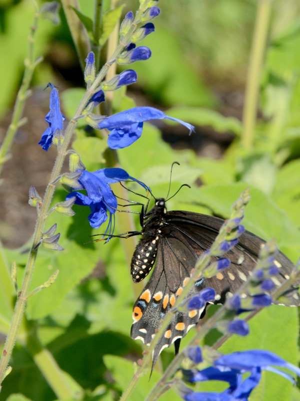 Salvia sagittata