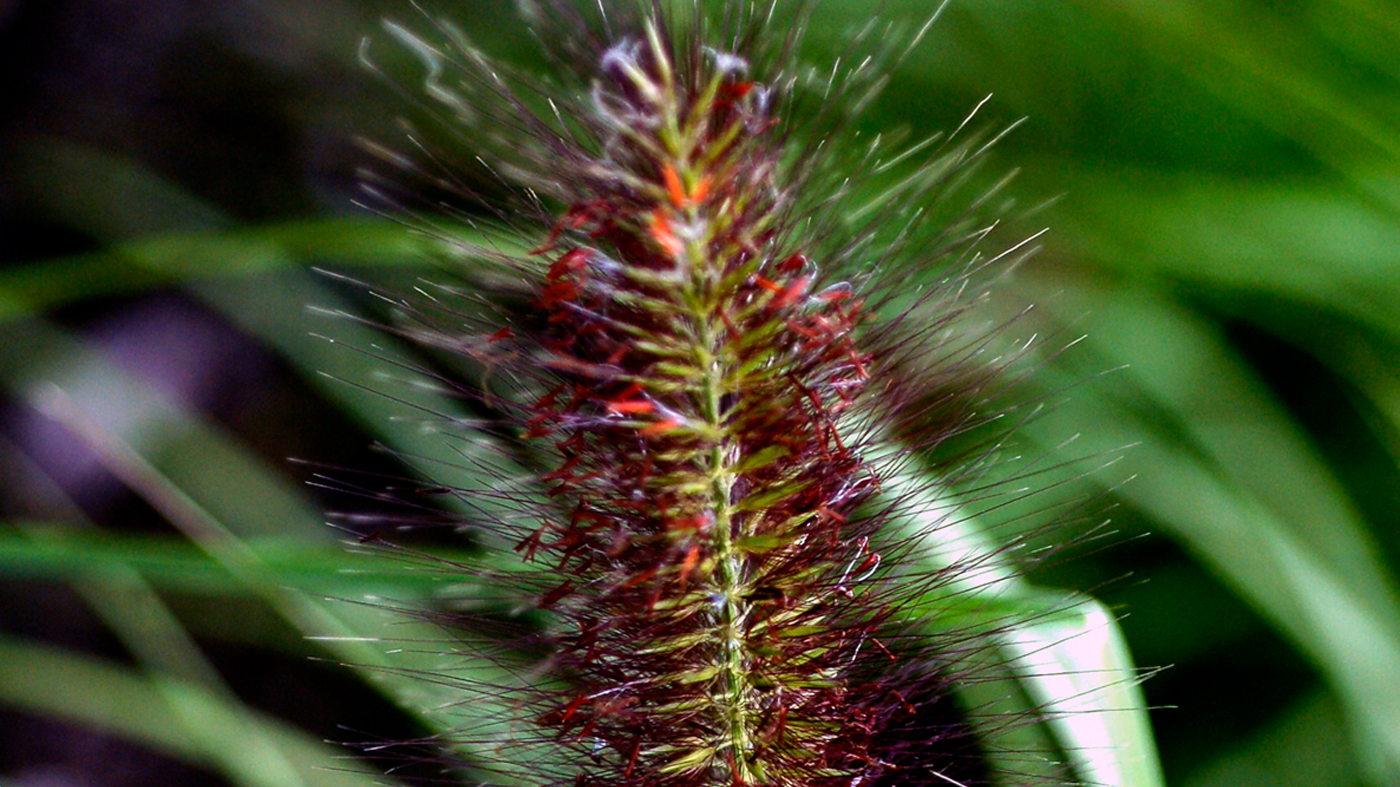 Pennisetum alopecuroides 'Red Head'