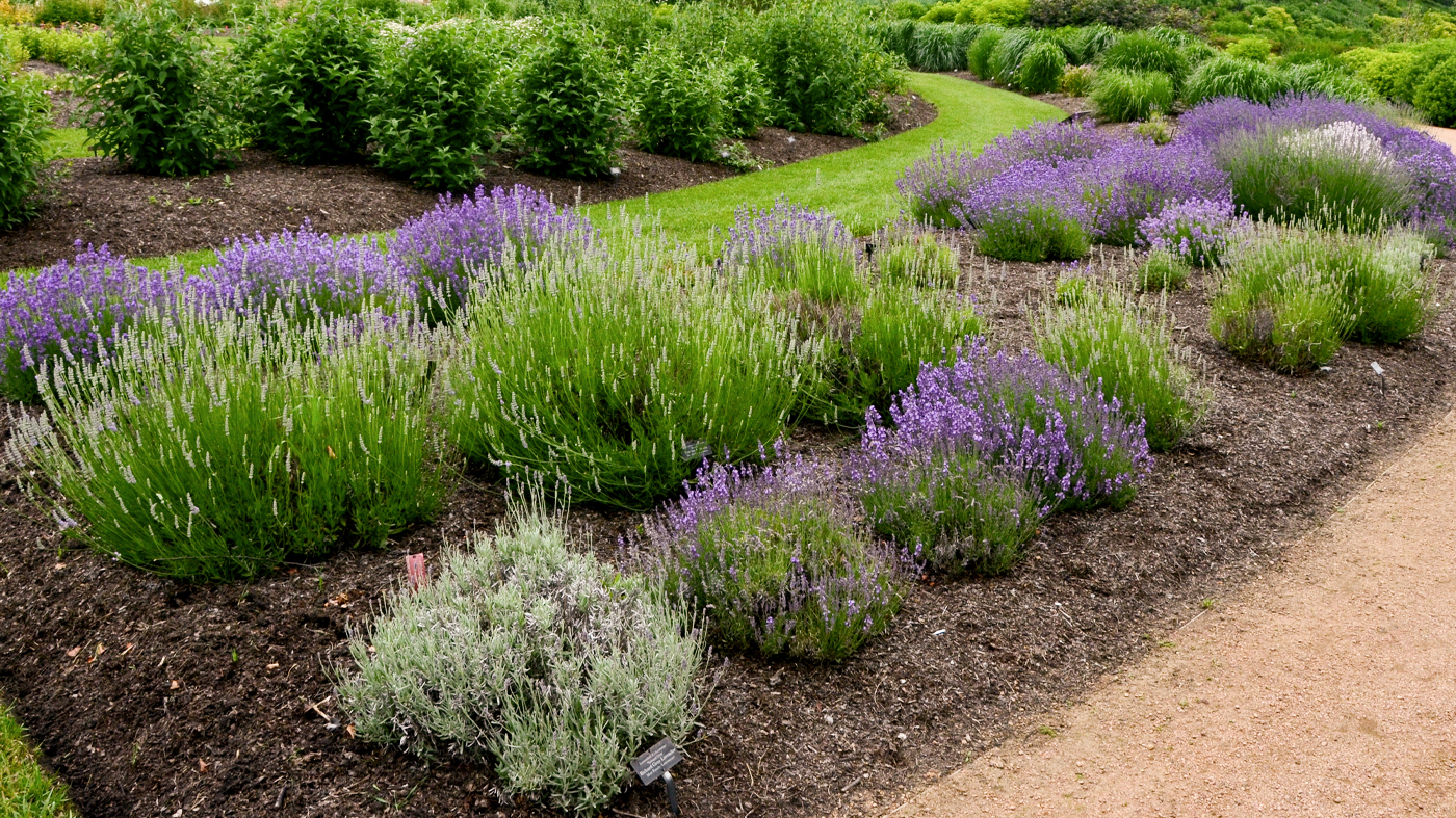 Lavender trial beds in the Lavin Plant Evaluation Garden.