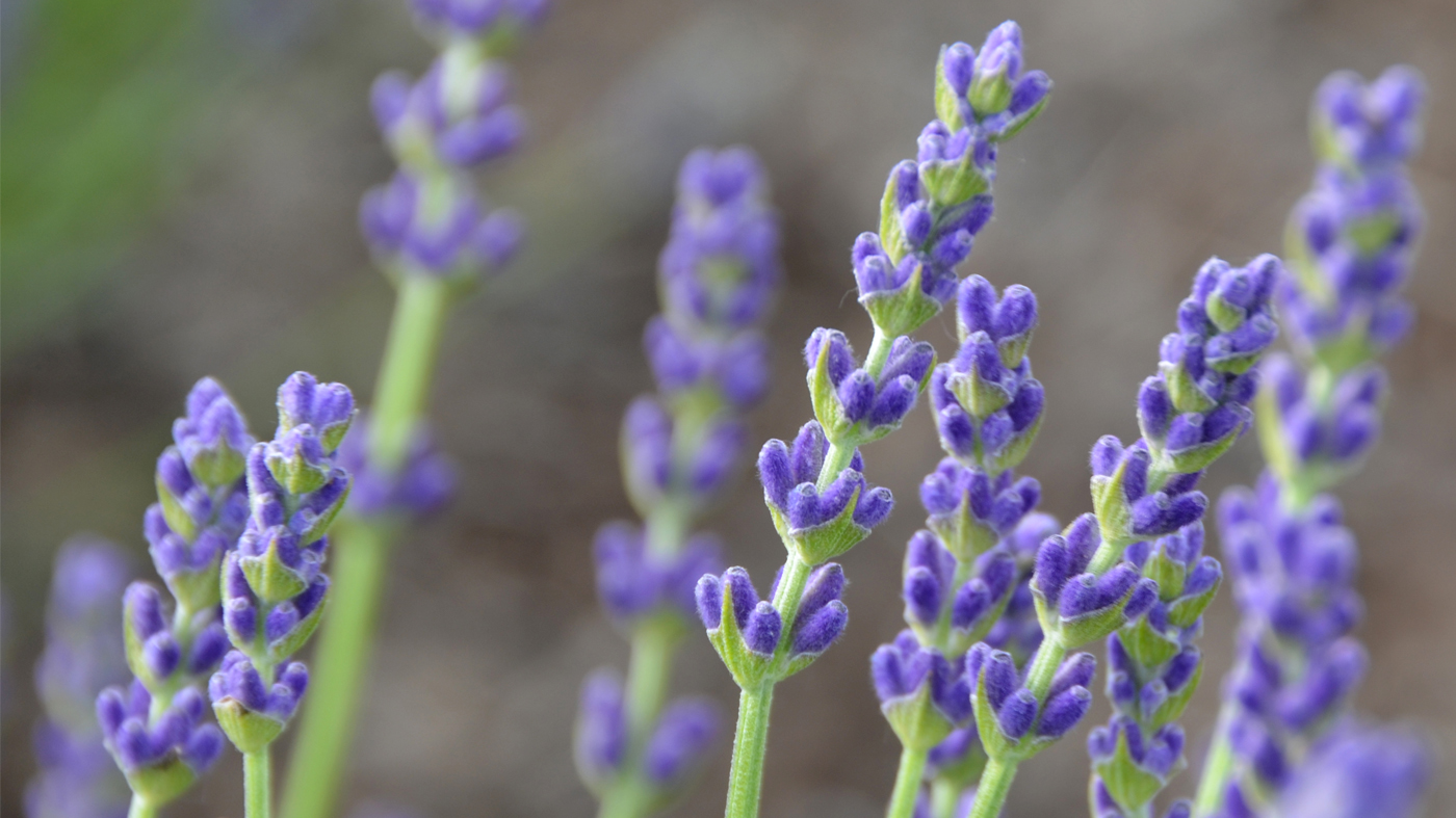 lavender