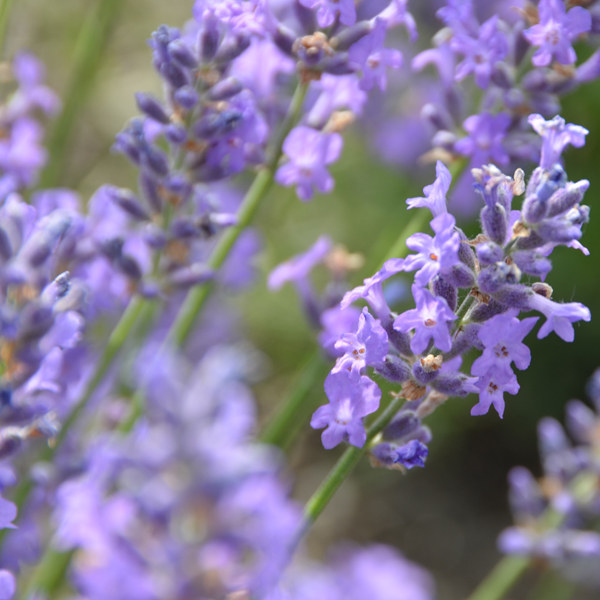 Lavandula angustifolia ‘Violet Intrigue’