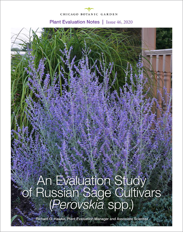 Russian Sage Cultivars Evaluation Study