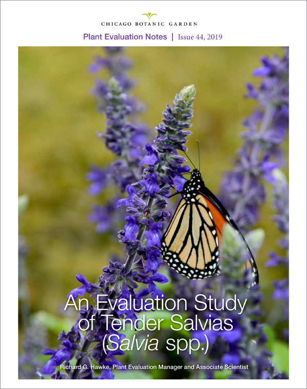 Evaluation Study of Tender Salvias