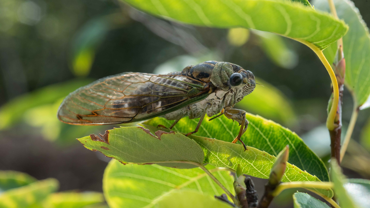 Cicada Annual Dog Day