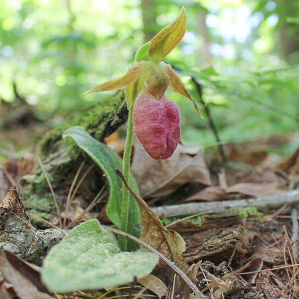 pink lady’s slipper blossom