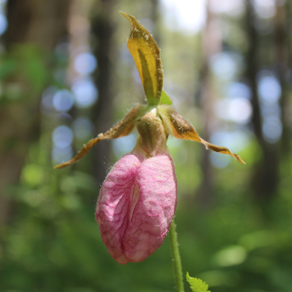 pink lady’s slipper blossom