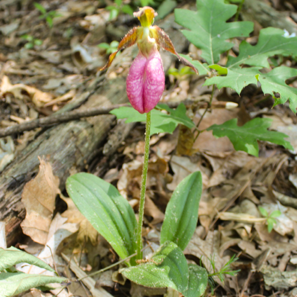 Pink lady’s slipper