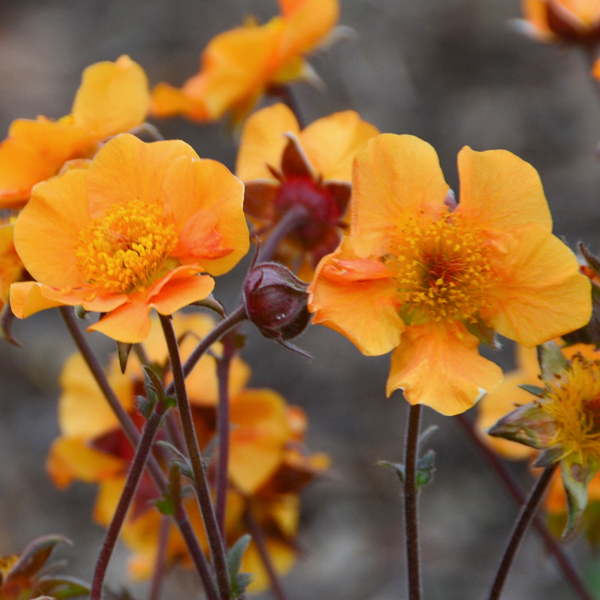 Geum 'Citronge'