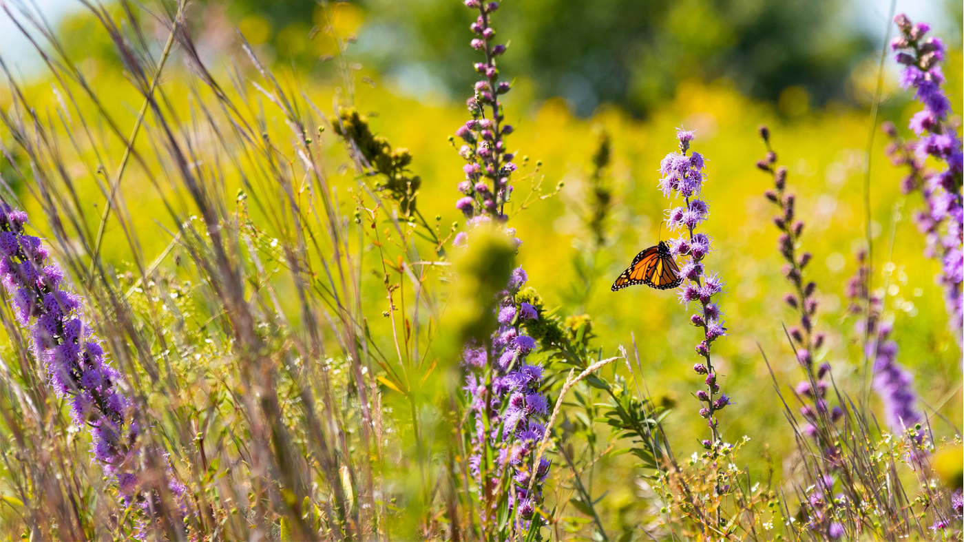 pollinator in the prairie