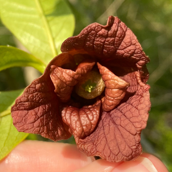 paw paw flower