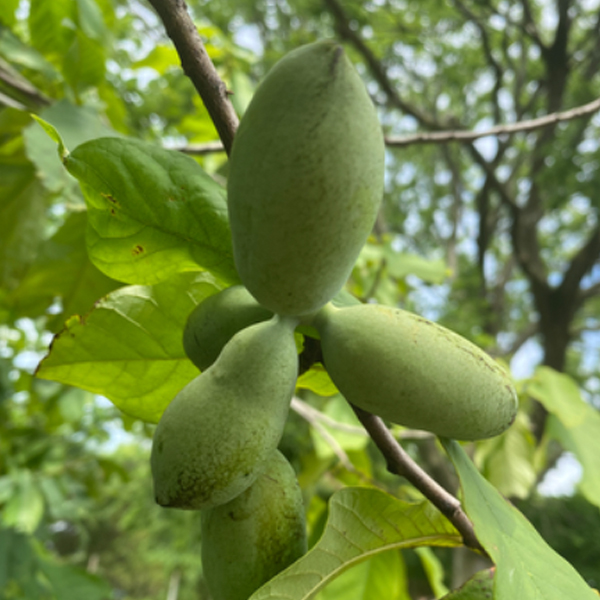 Cluster of pawpaw fruit at the Garden