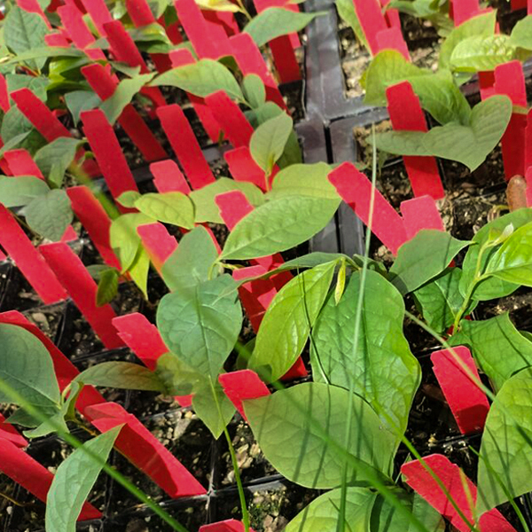 pawpaw leaves