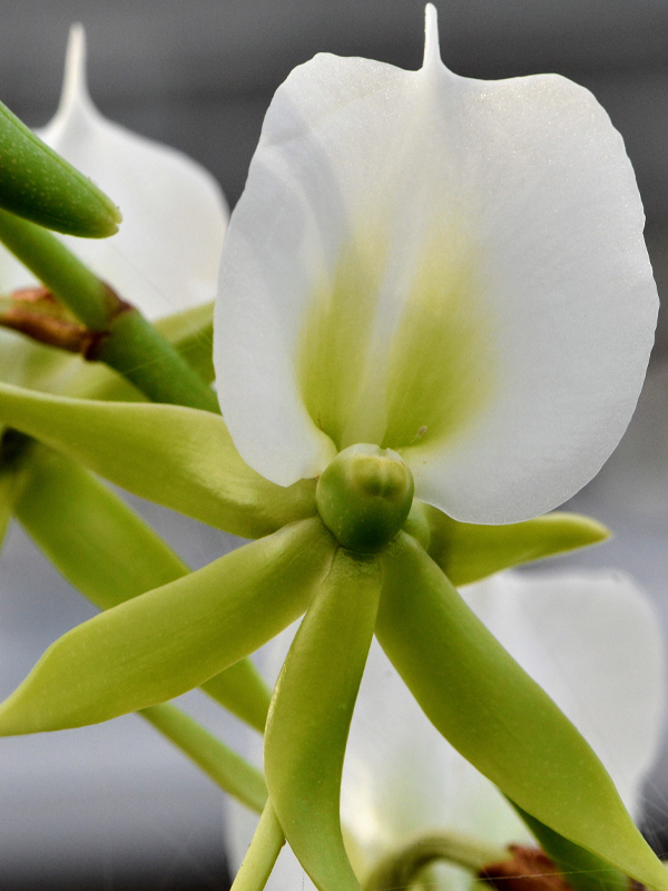 Angraecum eburneum