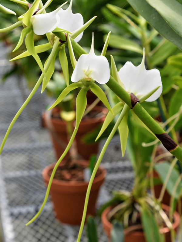 Angraecum eburneum