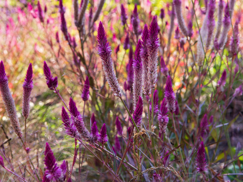 Celosia