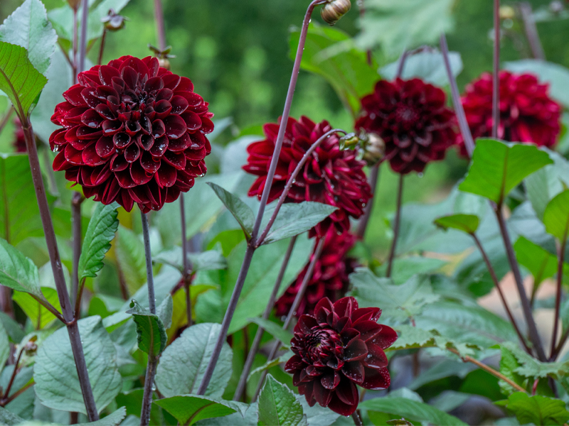 dahlias