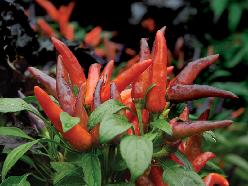 ornamental peppers