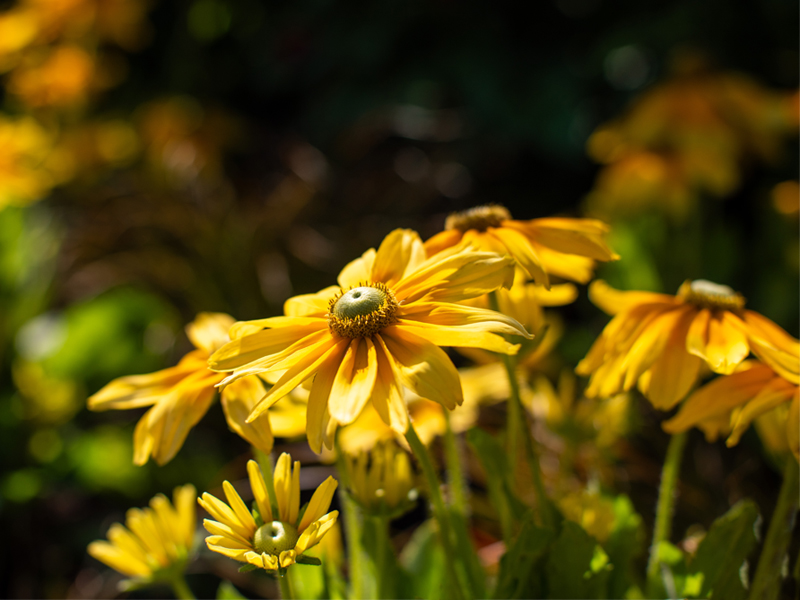 rudbeckia