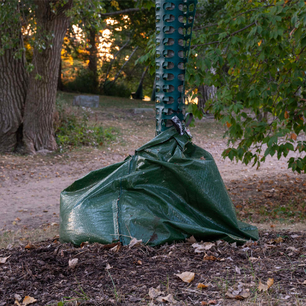 wrapping trees