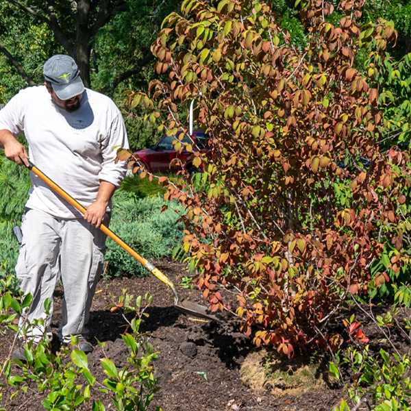 planting bush in hole