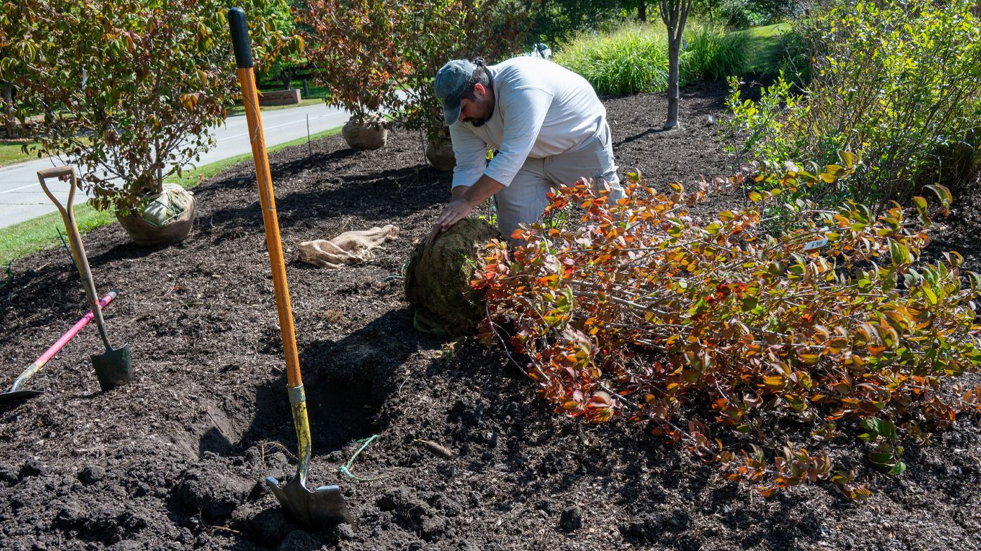 Digging a hole to plant the bushes