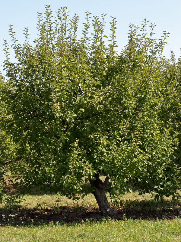 apple espalier