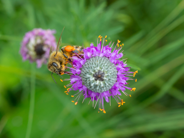 aster