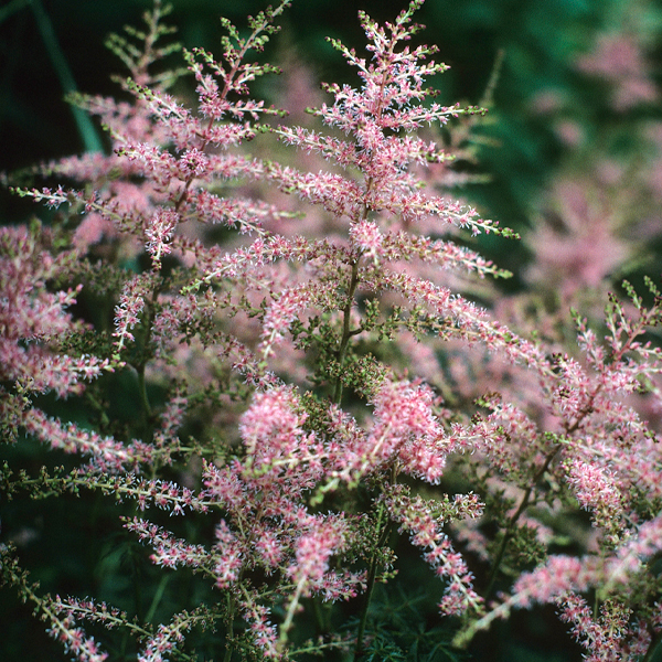 Astilbe x arendsii 'Amethyst' (lavender)