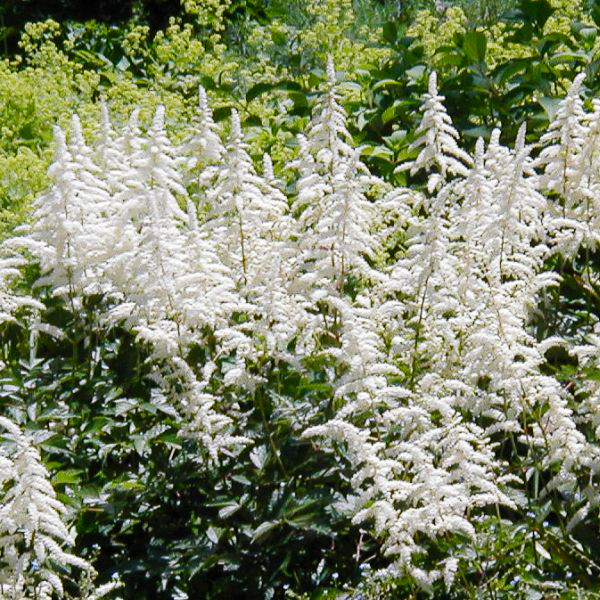 Astilbe x arendsii  'Deutschland' (white)