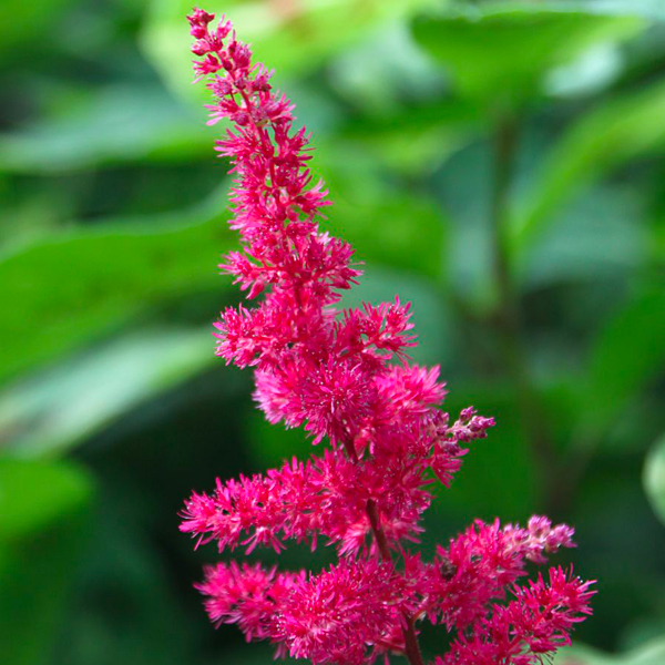 Astilbe x arendsii 'Fanal' (red)