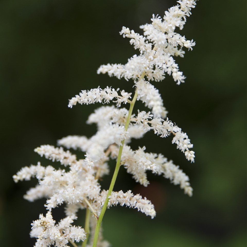 Astilbe x arendsii 'Gladstone' (white)