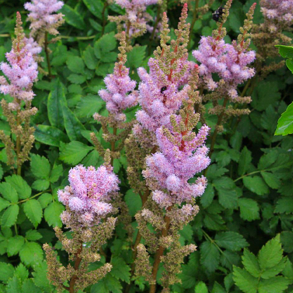 Astilbe chinensis 'Pumila'