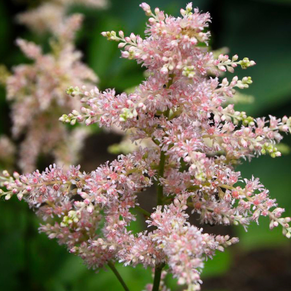 Astilbe rosea 'Peach Blossom' (peachy pink)